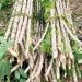Cassava – Feeding Families, Fueling Fortunes