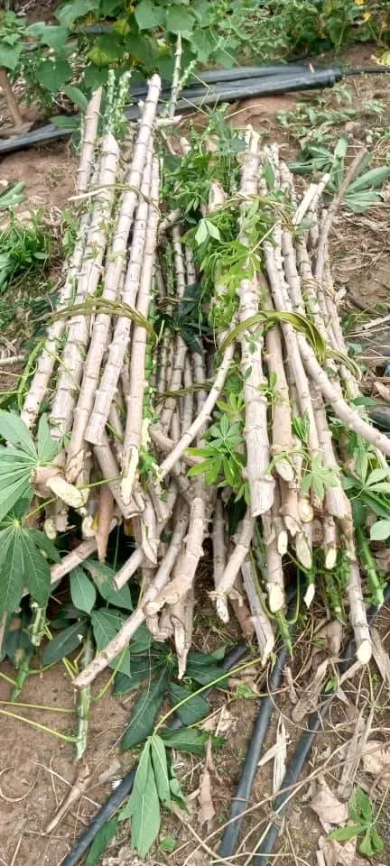 Cassava – Feeding Families, Fueling Fortunes