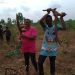 Cassava: The Gold Beneath the Soil